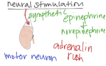Hormones
