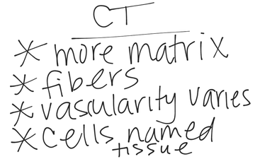 Connective Tissue