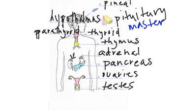 Intro To Endo