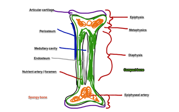 Long Bone