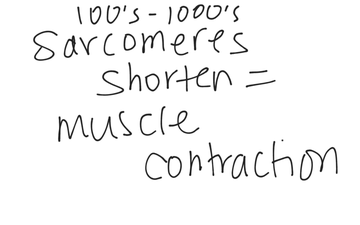 Muscle Contraction