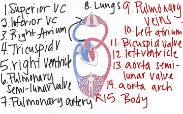Anatomy Of Heart And Blood Flow