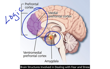 Amygdala Hijacking: Stress And Fear Effects