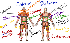 Muscular System