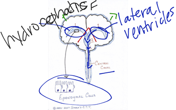 Protection Of CNS