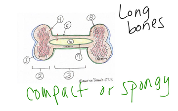 Bone Tissue