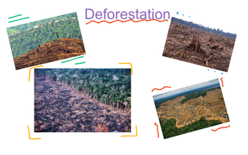 Deforestation | Educreations
